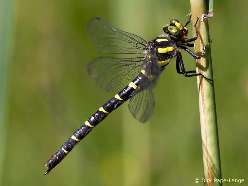 Cordulegaster bidentata femelle