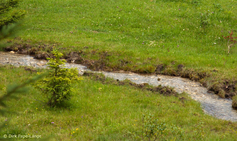 Cordulegaster bidentata habitat