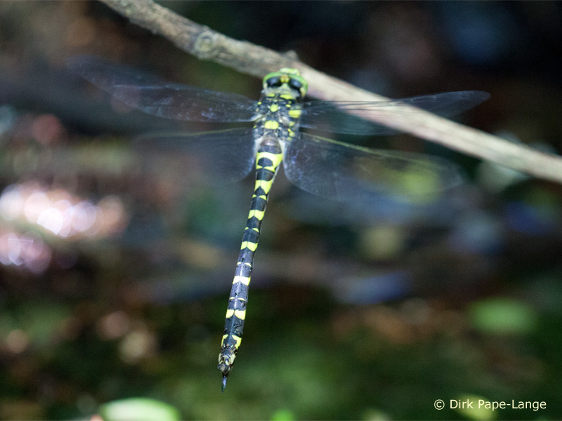 ssp. immaculifrons - ponte