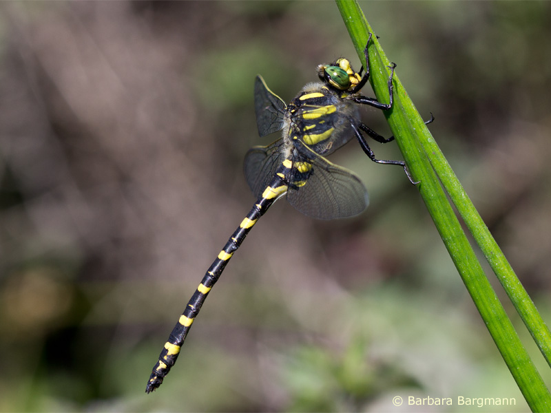 ssp. immaculifrons - male