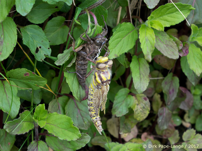 Cordulegaster boltonii - Emergence