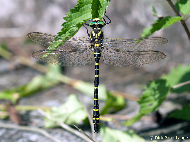 Cordulegaster boltonii