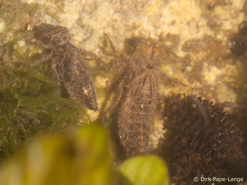 Larves de Cordulegaster