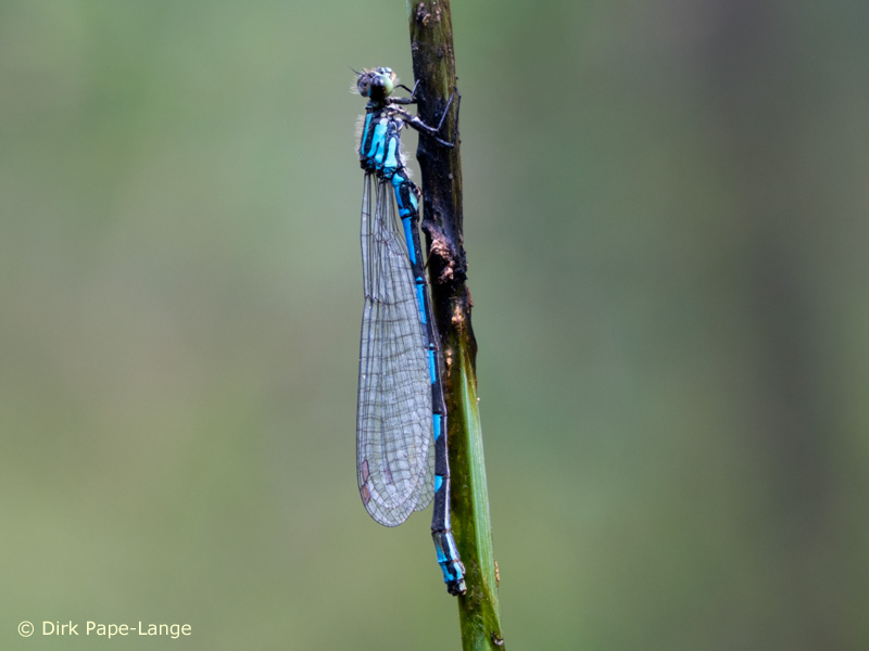 Coenagrion hylas - mâle