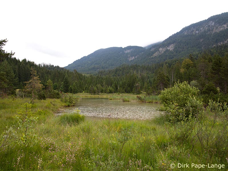 Habitat - Coenagrion hylas