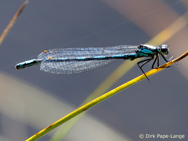 Coenagrion hylas - mâle