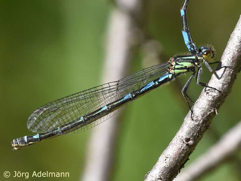 Coenagrion hylas - femelle