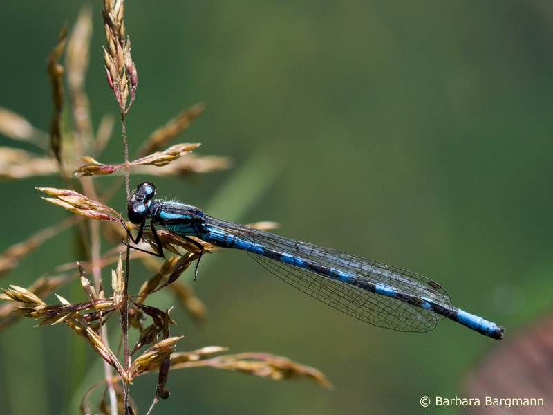 Coenagrion hylas - mâle