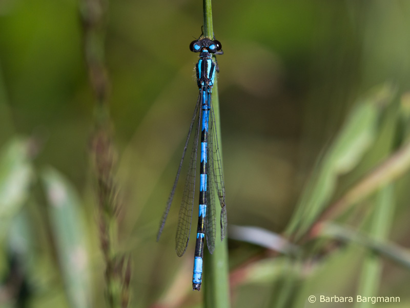 Coenagrion hylas - mâle