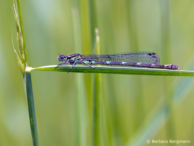 Coenagrion pulchellum - femelle