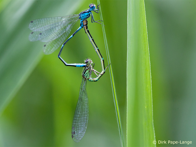 Coenagrion pulchellum - Cœur copulatoire
