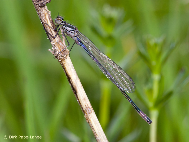 Coenagrion pulchellum - young male