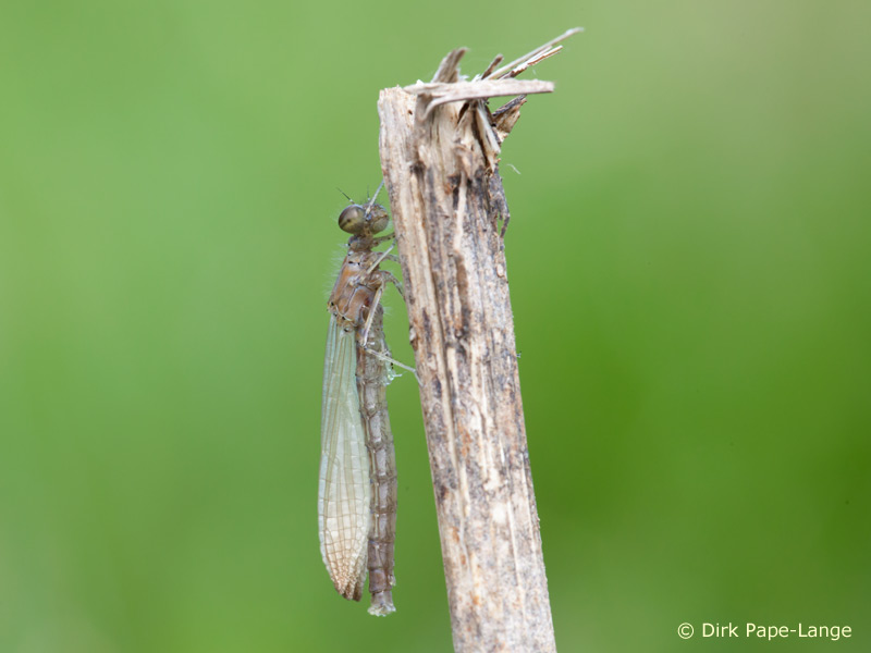 Coenagrion pulchellum - emergenz