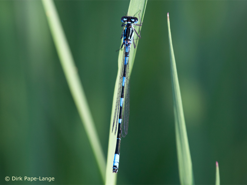 Coenagrion pulchellum - mâle