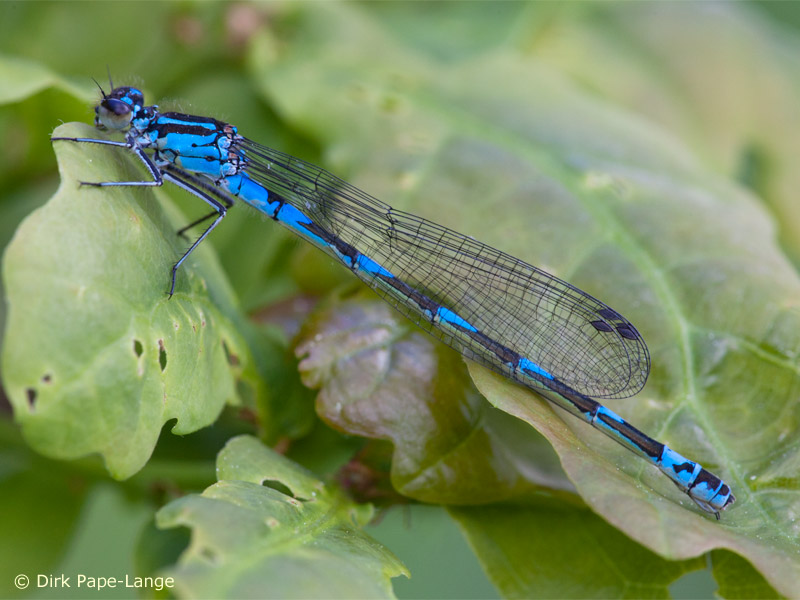 Coenagrion pulchellum - femelle