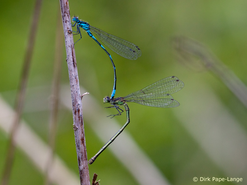 Coenagrion pulchellum - tandem