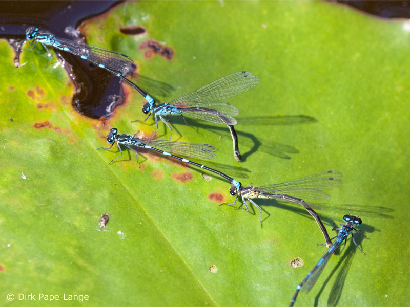 Coenagrion pulchellum - ponte