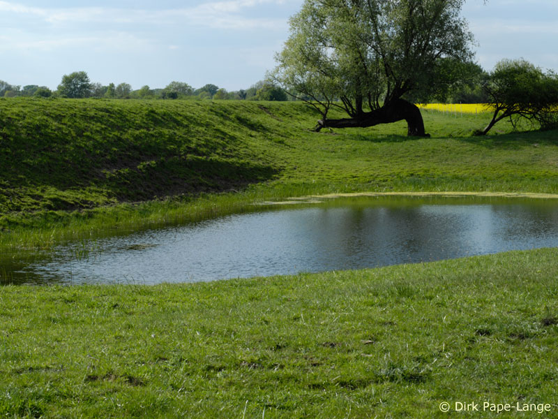 Habitat - Coenagrion scitulum