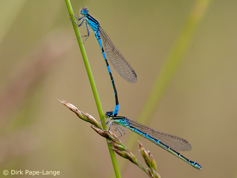 Coenagrion scitulum - tandem