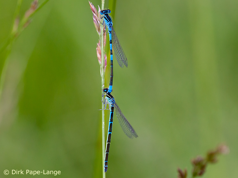 Coenagrion scitulum - tandem