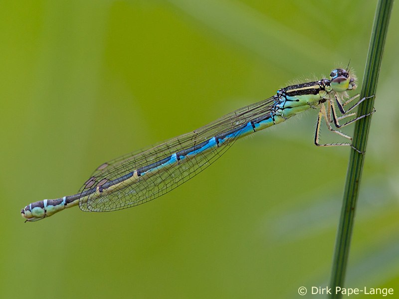 Coenagrion scitulum - femelle