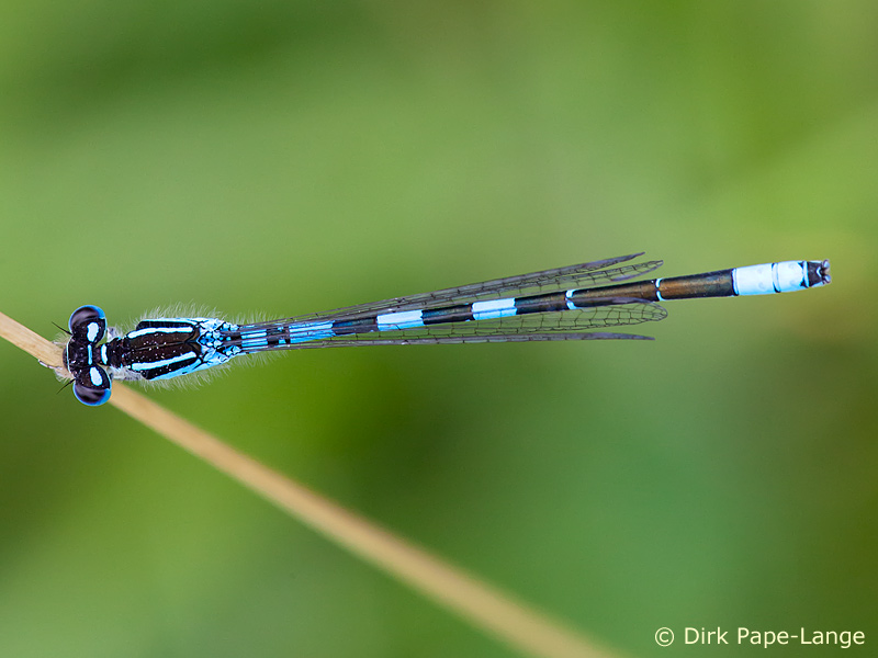 Coenagrion scitulum - mâle
