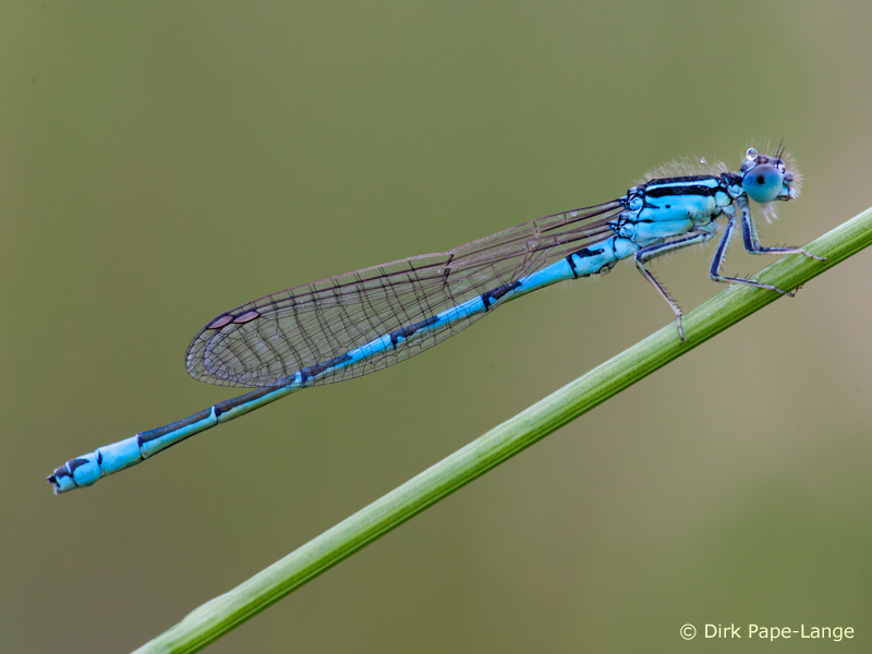 Coenagrion scitulum