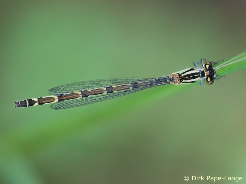 Enallagma cyathigerum - femelle