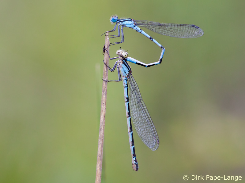 Enallagma cyathigerum - tandem