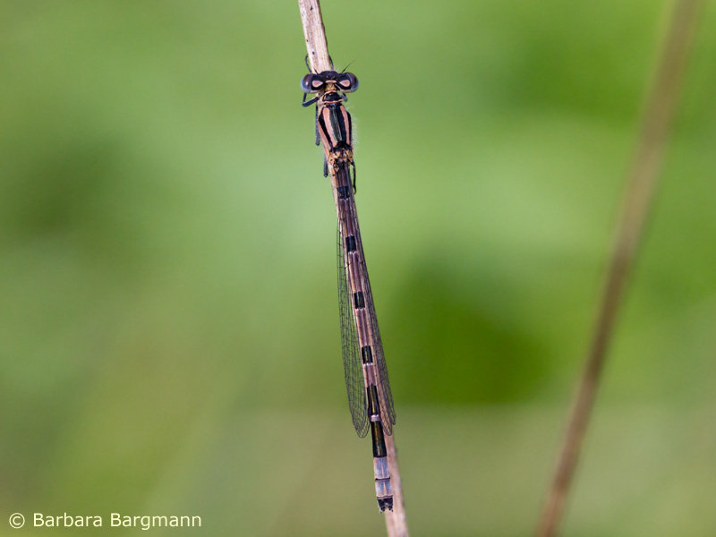 Enallagma cyathigerum - mâle