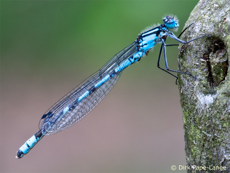 Enallagma cyathigerum - mâle