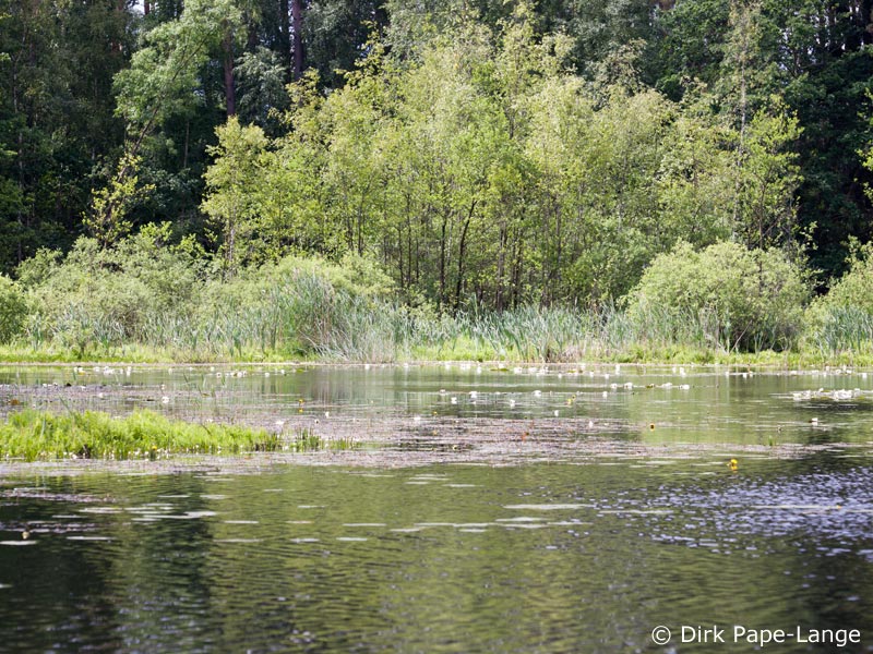 Habitat - Enallagma cyathigerum