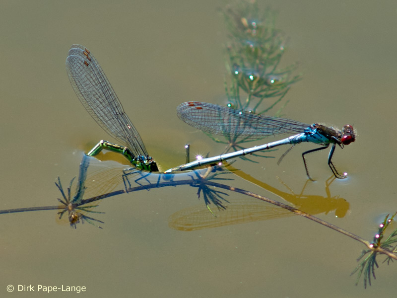 Erythromma najas - ponte