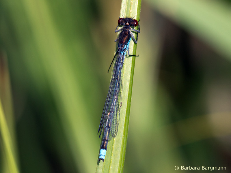 Erythromma najas - mâle