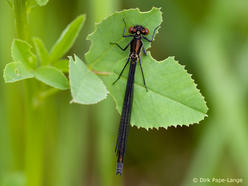 Erythromma najas - young male