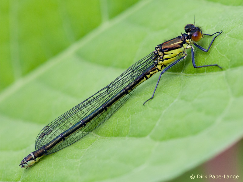 Erythromma najas - femelle