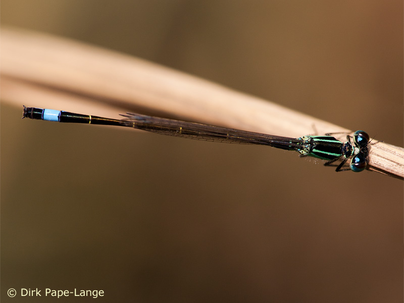 Ischnura elegans - mâle