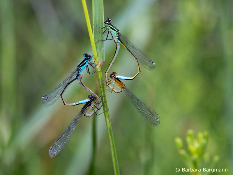 Ischnura elegans - akt