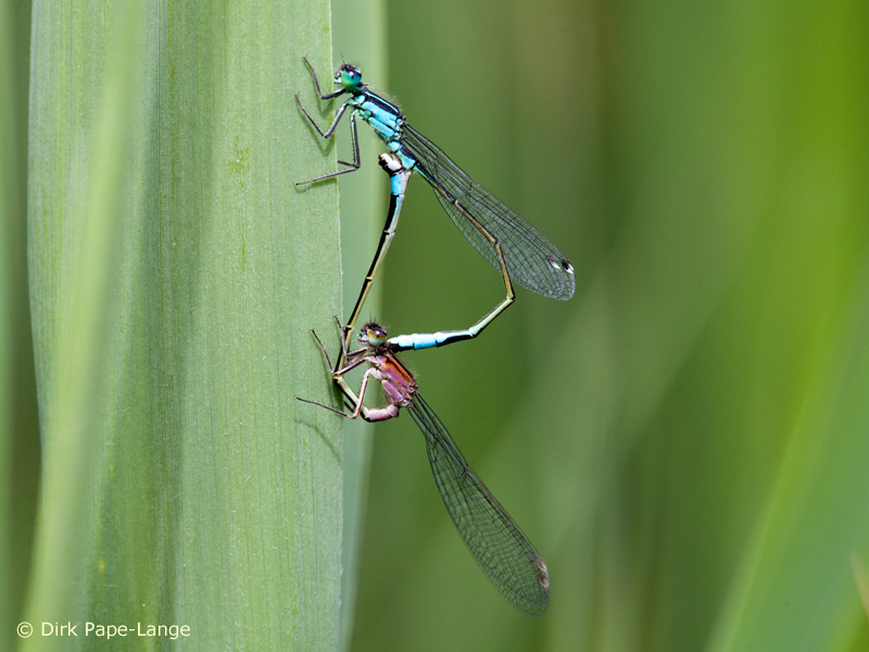 Ischnura elegans