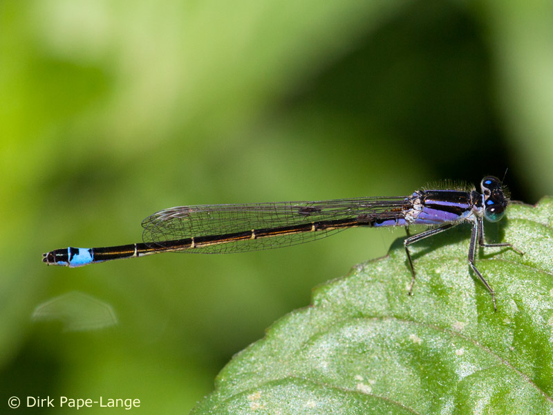 Ischnura elegans - female