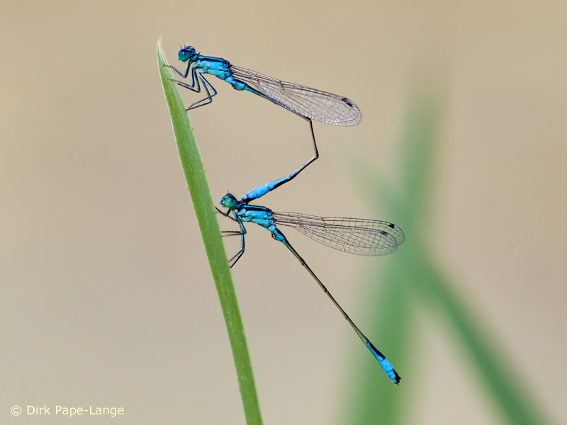 Ischnura elegans - tandem