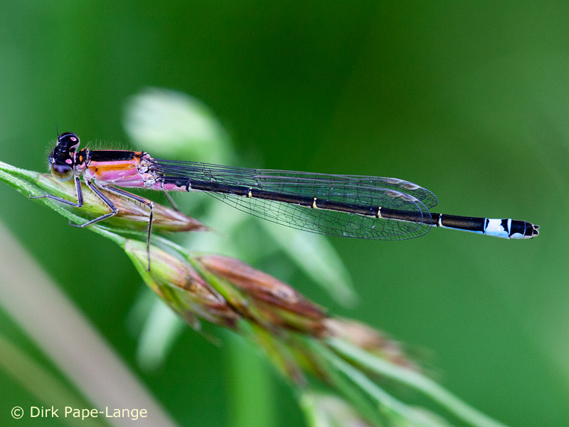 Ischnura elegans - femelle