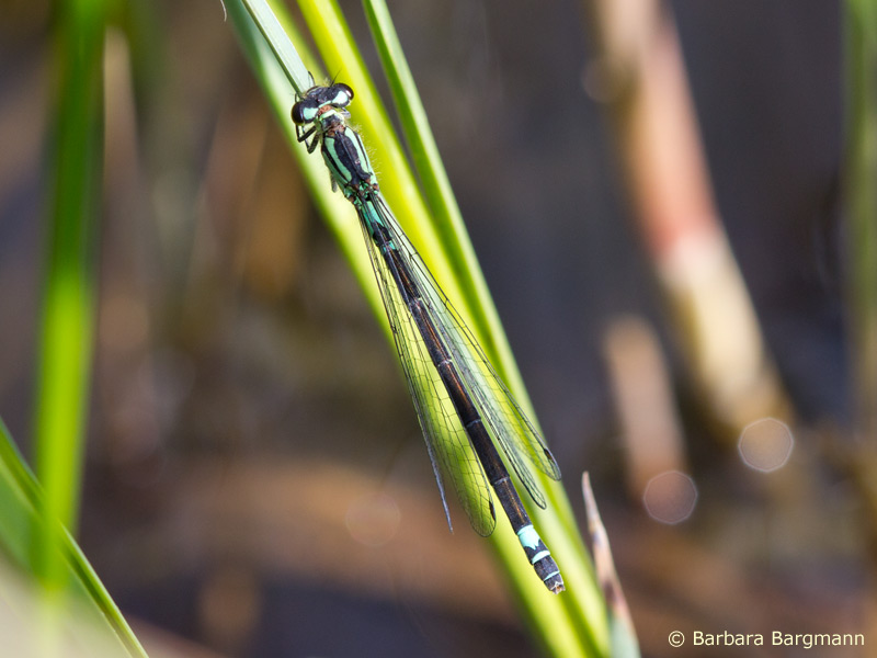 Coenagrion armatum - femelle