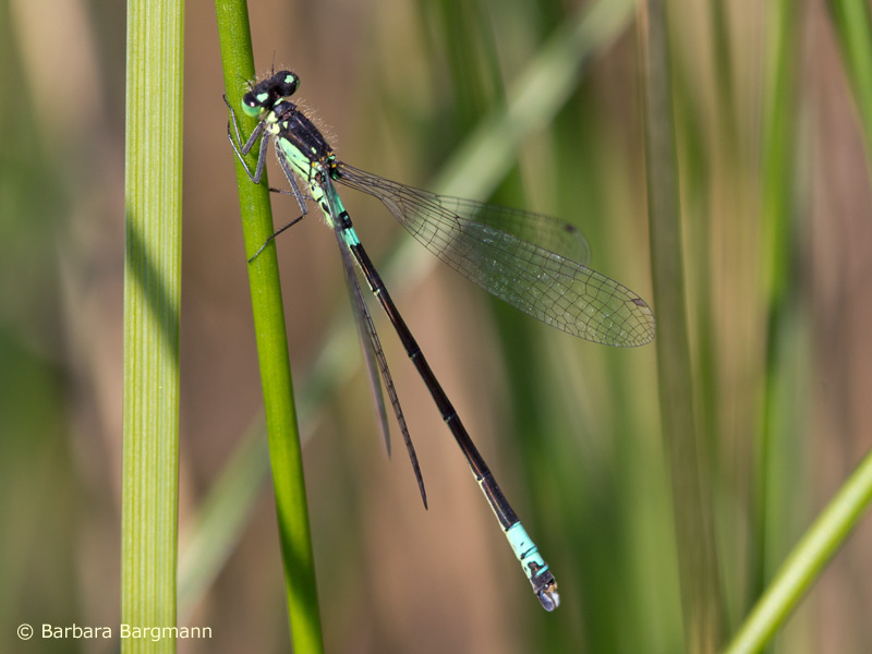 Coenagrion armatum - mâle