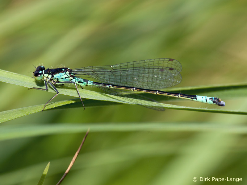 Coenagrion armatum - mâle