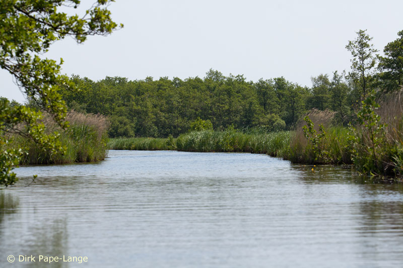 Habitat - Coenagrion armatum