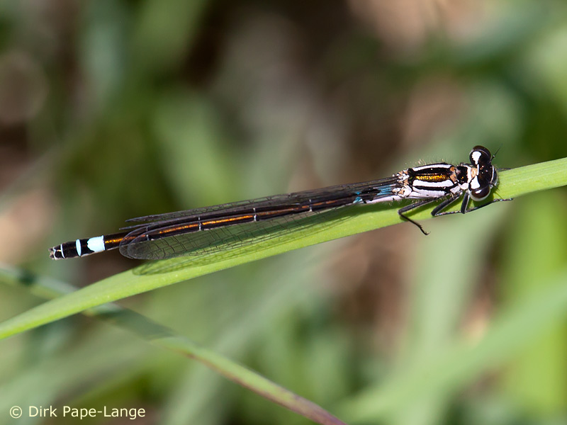 Coenagrion armatum - femelle