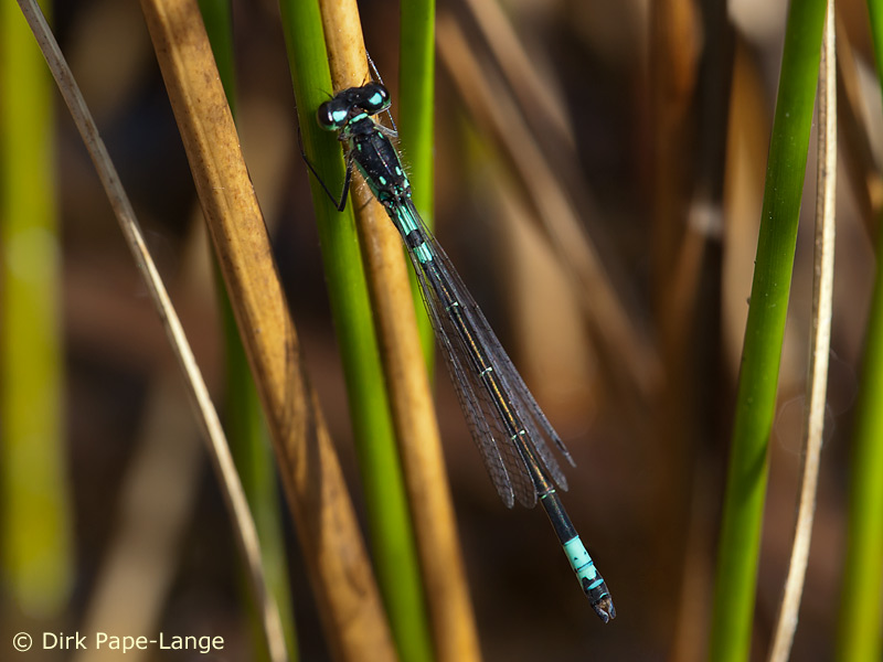 Coenagrion armatum - mâle