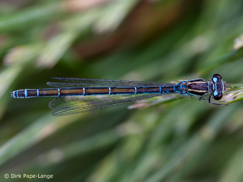 Coenagrion mercuriale - femelle