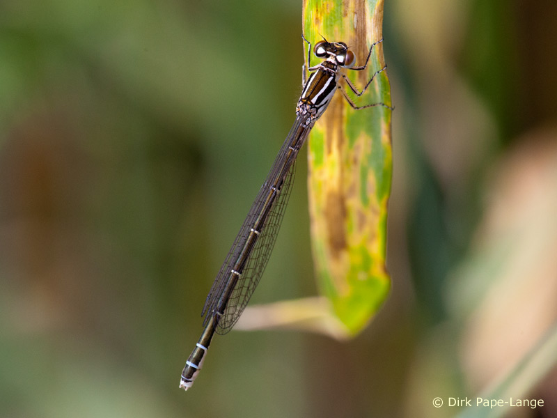 Coenagrion mercuriale - femelle